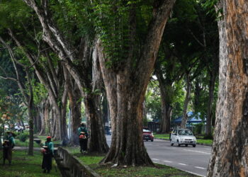 GEORGE TOWN, 16 Mei -- Kerajaan Pulau Pinang telah mengeluarkan arahan kepada kedua-dua pihak berkuasa tempatan (PBT) iaitu Majlis Bandaraya Pulau Pinang (MBPP) dan Majlis Bandaraya Seberang Perai (MBSP) untuk membuat pemeriksaan secara berkala terhadap semua pokok di negeri ini.

Ia bagi membolehkan keadaan semua pokok di bawah seliaan PBT terutamanya yang telah berusia berada dalam keadaan selamat.

Sebelum ini, lima buah kenderaan mengalami kerosakan akibat ditimpa pokok yang tumbang di Jalan Macalister, 11 Mei lalu. Bagaimanapun, tiada kemalangan jiwa dilaporkan dalam insiden pokok tumbang itu.

Perdana Menteri Datuk Seri Anwar Ibrahim pada kelmarin mahu setiap pohon yang terpaksa ditebang, digantikan dengan 100 pokok baharu yang wajib ditanam semula.

--fotoBERNAMA (2024) HAK CIPTA TERPELIHARA