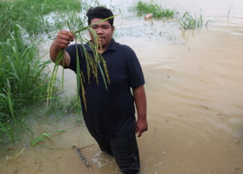 JITRA, 19 Sept --  Mohd Adam Haris Adnan, 19, menunjukkan padi yang telah rosak selepas sawah padi ditenggelami air semasa tinjauan banjir di Kampung Padang Luar, dekat Jitra, hari ini.

--fotoBERNAMA(2024) HAKCIPTA TERPELIHARA