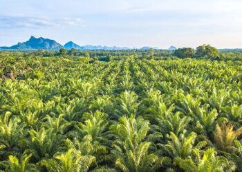 Oil palm tree plantation