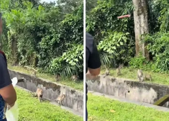 monkey poison