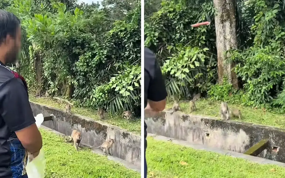 monkey poison