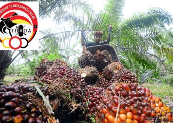 Faizol Johan working at a  palm oil plantation  in Dengkil.Photo for the story Palm oil plantation are lack of workers.
(9/5/2022). —AZHAR MAHFOF/The Star
