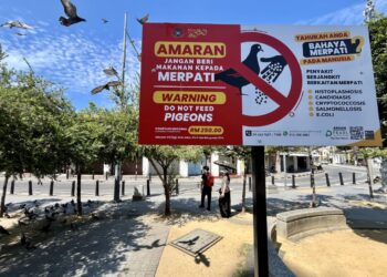Do not feeding pigeons warning signage installed by MBPP at Penang Road in George Town, Penang. (July 11,2024) —ZHAFARAN NASIB/The Star