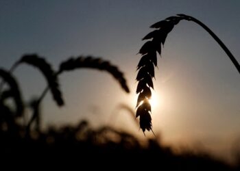 FILE PHOTO: Ears of wheat are seen in a field near the village of Hrebeni in Kyiv region, Ukraine July 17, 2020. REUTERS/Valentyn Ogirenko