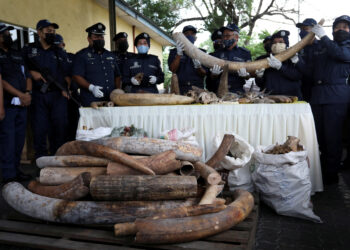 Malaysia's customs officers display some out of the 6000 kilograms of elephant tusks, according to the press statement, seized along with other animal body parts from a trafficker at Port Klang, Selangor, Malaysia, July 18, 2022. REUTERS/Hasnoor Hussain