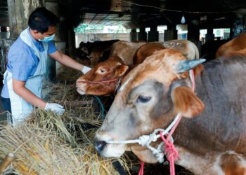 A Marine and Agricultural Food Security officer inspects a cow at a cattle shop to prevent the spread of foot and mouth disease in Tanjung Priok, North Jakarta, Indonesia, June 24, 2022. REUTERS/Ajeng Dinar Ulfiana