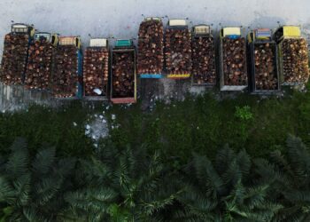 FILE PHOTO: Trucks with palm oil fresh fruit bunches are parked in a queue at a palm oil factory in Siak regency, Riau province, Indonesia, April 26, 2022. Picture taken with a drone April 26, 2022. REUTERS/Willy Kurniawan