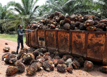FILE PHOTO: A worker loads palm oil fruit bunches at an oil palm plantation in Slim River, Malaysia August 12, 2021. Picture taken August 12, 2021. REUTERS/Lim Huey Teng/File Photo