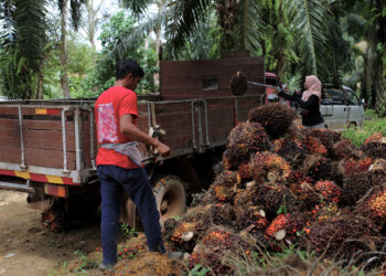 JELEBU, 16 Julai -- Pekerja ladang memasukkan buah kelapa sawit ke dalam lori untuk dibawa ke kilang pemprosesan berhampiran di Felda Pasoh 4, hari ini. 
Perdana Menteri Tan Sri Muhyiddin Yassin baru-baru ini mengumumkan kerajaan melalui Felda bersetuju melupuskan sebahagian pinjaman peneroka berjumlah RM8.3 bilion. 
Pelupusan itu dilaksanakan melalui inisiatif pelarasan pinjaman peneroka secara bersyarat terutama bagi generasi awal Felda.
--fotoBERNAMA (2021) HAK CIPTA TERPELIHARA