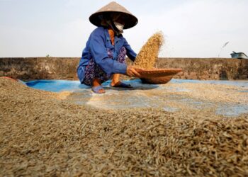 FILE PHOTO: A farmer harvests rice by a paddy field outside Hanoi, Vietnam June 10, 2019. REUTERS/Kham